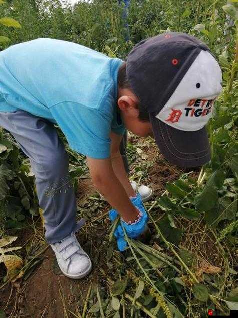 挤牛奶拔萝卜怎么拔：探索乡村生活中的有趣劳作方式